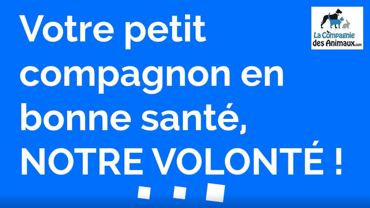 découvrez tout sur la fidélité en assurance : avantages, récompenses pour les clients fidèles, conseils pour bénéficier des meilleures offres et optimiser votre contrat d’assurance.