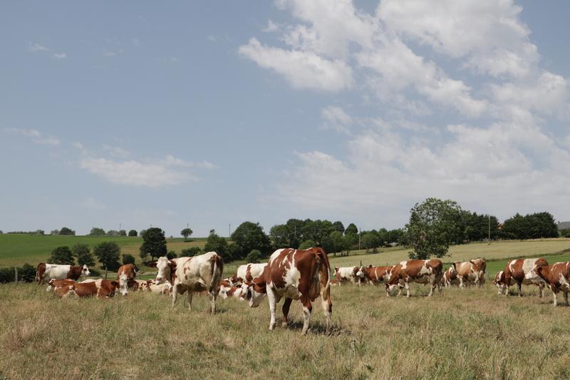 découvrez comment le coût élevé de l'assurance auto pousse certains conducteurs à contourner la loi et les risques associés à cette situation.